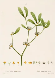 Viscum white L. Mistletoe、c1800-1830。