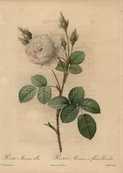 ホワイト・キャベツ・ローズ（Rosa muscosa alba