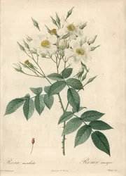 白い花 musque rose - Eau forte de Chapuy（ピエール・ジョセフ・ルドゥー（1759-1840）が描いた『Les Roses』の挿絵をもとにしたもの