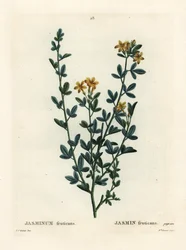 野生のジャスミン（Jasminum fruticans）。パリで出版されたHenri Louis Duhamel du Moncelの『Treat des Arbres et Shrustes』に掲載されたPierre-Joseph Redouteのイラストをもとに、Miss Brenetが手彩色で描いたスティプル・エングレーヴィング。