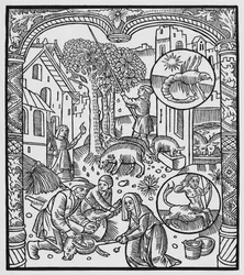 11月、豚を殺し、ドングリ、さそり座を収穫、 &39;Almanach des Bergers&39;からのイラスト、1491年（木版画）