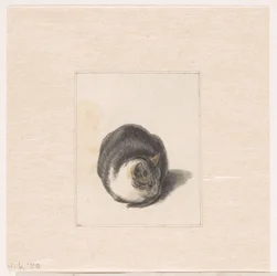 正面から見た座り猫