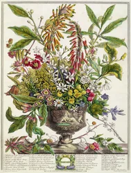 一月、ロバート・ファーバー（1674-1756年頃）による『花の十二か月』より、ヘンリー・フレッチャー彫刻