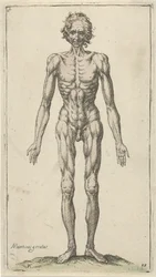 裸の男の研究 解剖学的研究（シリーズタイトル）