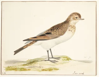 歌ひばり (alauda arvensis)