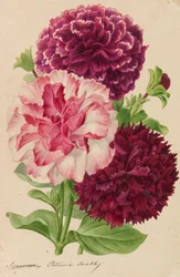 1878～1881年の園芸および樹木栽培の出版物からのオリジナル。