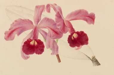 1878～1881年の園芸および樹木栽培の出版物からのオリジナル。