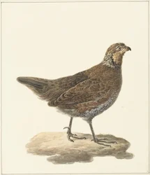 ボブホワイト (Colinus virginianus)