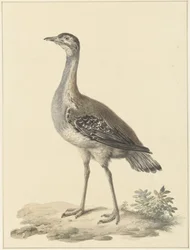 Denhams トラップ (Neotis denhami)