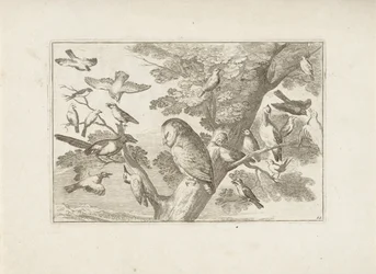 ブームのUil en andere vogels 別の鳥（シリーズタイトル） さまざまな鳥の最も完璧な姿 (...) (シリーズのタイトル)