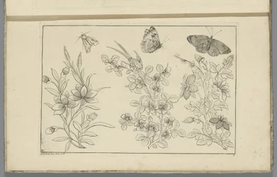 3 つの花の枝と 3 つの蝶 中国の花と昆虫（連載タイトル）