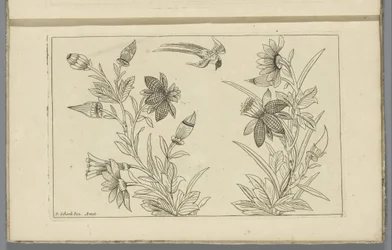 2 つの花の茂みとツバメ 中国の花鳥（連載タイトル）