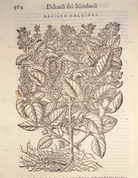 バジル（ocymum basilicum）、ピエル・アンドレア・マッティオリの版画