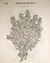 ボックスウッド（Buxus sempervirens）、ピエル・アンドレア・マッティオリの版画