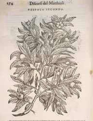 メドラー（Mespilus germanica）、Pier Andrea Mattioliの彫刻
