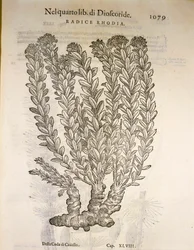 ゴールデンルート（Rhodiola rosea）、ピエル・アンドレア・マッティオリの版画