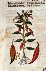 インドの胡椒。ピエトロ・アンドレア・マッティオリ（Matthiole）（1500-1577）の「Kreutterbuch Dess Hochgelehrten unnd weitberuhmten Herrn D. Petri Andreae Matthioli」に掲載された版画。フランクフルト