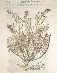 ロケット（Eruca sativa）：Pier Andrea Mattioliの彫刻作品