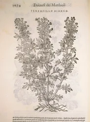 シルバーウィード（Potentilla alba）、Pier Andrea Mattioliによる彫刻