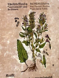 メリッセのピエトロ・アンドレア・マッティオリ（Matthiole）（1500-1577）の「Kreutterbuch Dess Hochgelehrten unnd weitberuhmten Herrn D. Petri Andreae Matthioli」に掲載された版画。フランクフルト