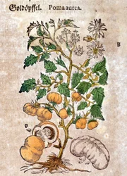 トマトです。ピエトロ・アンドレア・マッティオリ（Matthiole）（1500-1577）の「Kreutterbuch Dess Hochgelehrten unnd weitberuhmten Herrn D. Petri Andreae Matthioli」に掲載された版画。フランクフルト