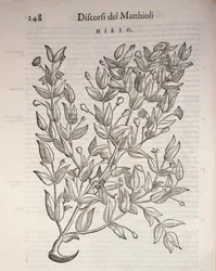 真のマートル（Myrtus communis）、Pier Andrea Mattioliによる彫刻