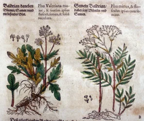 バレリアン：植物の説明を持つ2つの種