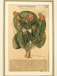 黄色い睡蓮（Nymphaea lutea）、彩色済み彫刻