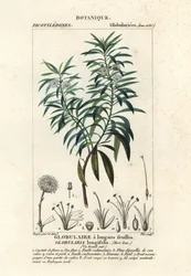 Globe daisy、Globularia salicina