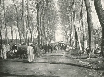 アラブの見本市と市場、ブファリク、アルジェリア、1895年。