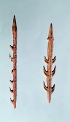 二枚の銛、上部旧石器時代、紀元前35000-10000年（フリント）