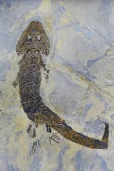 ペルム紀の両生類Sclerocephalus spの足跡化石（オブジェ）