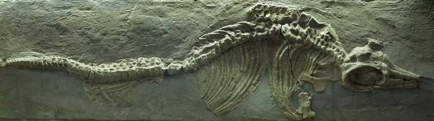 魚竜化石 ジュラ紀（リアス紀