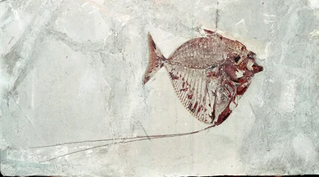 先史時代。ボルカ山（イタリア）の遺跡から出土した魚の化石「Mene Rhombea」。始新世。ミラノ市立自然史博物館