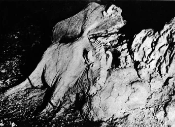 先史時代。旧石器時代のアート、2頭の粘土製バイソン、トゥック・オードゥベールの洞窟（アリエージュ） - 写真撮影