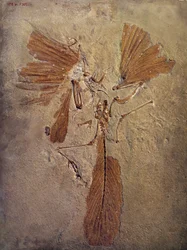 先史時代：アルケオプテリクスの化石、鳥類の先史時代の動物。パリ、自然史博物館