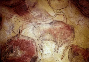先史時代。上部旧石器時代（マグダレニアン）（16500～14000年前）の石器時代バイソン洞窟（スペイン、サンタンデール州アルタミラ）の岩絵「休息中のバイソン」。