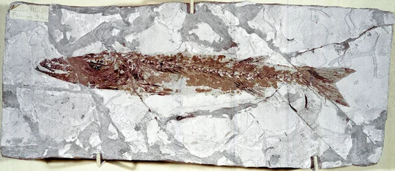 先史時代：Mount Bolca（イタリア）の遺跡から出土した魚の化石Sphyraena Bolcensis。始新世。ミラノ市立自然史博物館蔵