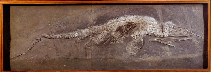 先史時代：先史時代の動物、パレイアサウダーの化石（パリ、自然史博物館