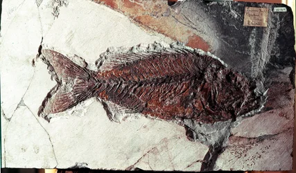 先史時代：Mount Bolca（イタリア）の遺跡から出土したSparnodus Elongatusという魚の化石。始新世。ミラノ市立自然史博物館（Museo civico di storia naturale