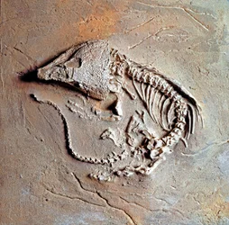 先史時代：アメリカ・テキサス州で発見された爬虫類Labodosaurus hamatusの化石。石炭紀、古生代の時代。ミラノ市立自然史博物館（Museo civico di storia naturale