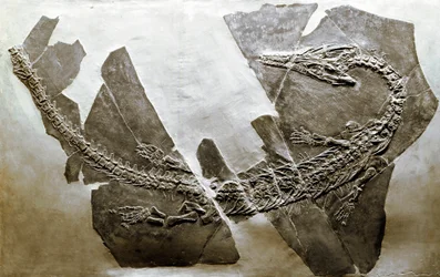 先史時代：ベサノ（イタリア）から出土した水生爬虫類アスケプトサウルス・イタリクス（Askeptosaurus italicus）の化石。中期三畳紀の時代。ミラノ市立自然史博物館（Museo civico di storia naturale