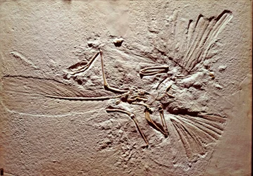 先史時代： ソルンホーフェン（ドイツ）の遺跡から出土した鳥類アーケオプテリクス（archeopteryx）のリトグラフの化石。スペリオルジュラ紀。ミラノ市立自然史博物館蔵
