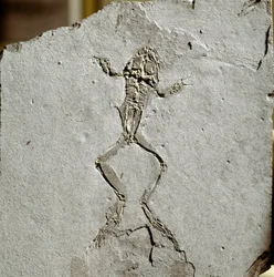 先史時代：スペインのプエヨイ・ダ・テルベル遺跡から出土したカエルの化石。中新世。ミラノの自然史博物館