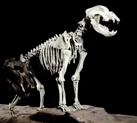 先史時代：イタリアのCaves del Bandito a Roaschiaから出土したケーブベア（Ursus spelaeus）の骨格。更新世の時代。ミラノ市立自然史博物館（Museo civico di storia naturale）所蔵