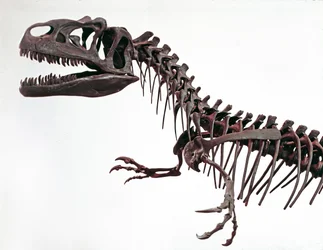 先史時代：恐竜アロサウルス・フラジリスの骨格。上級ジュラ紀の時代。ミラノ市立自然史博物館