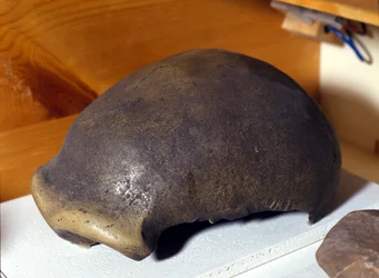 1856年にドイツで発見されたネアンデルタール人の頭骨。