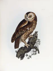モリフクロウ、1841年