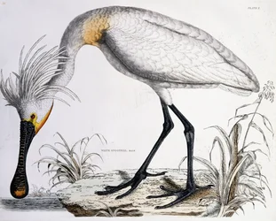 ヘラサギ、1834年