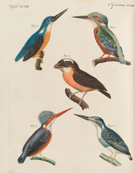 フリードリッヒヨハンジャスティンベルトゥチ、1798-1830による子供向け絵本児童百科事典。